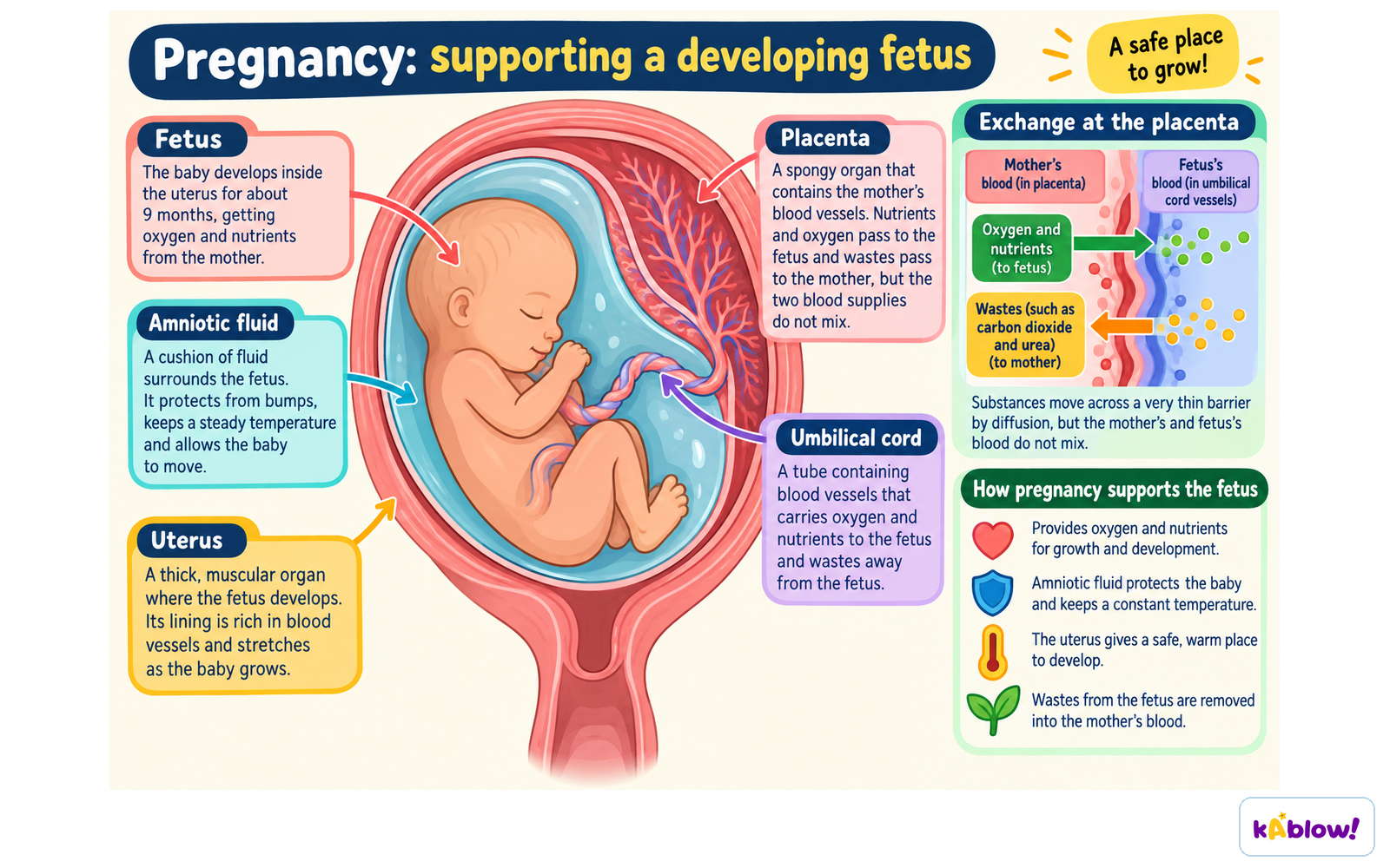 The placenta exchanges substances between mother and fetus without mixing their blood. The umbilical cord connects the fetus to the placenta, and amniotic fluid cushions it.