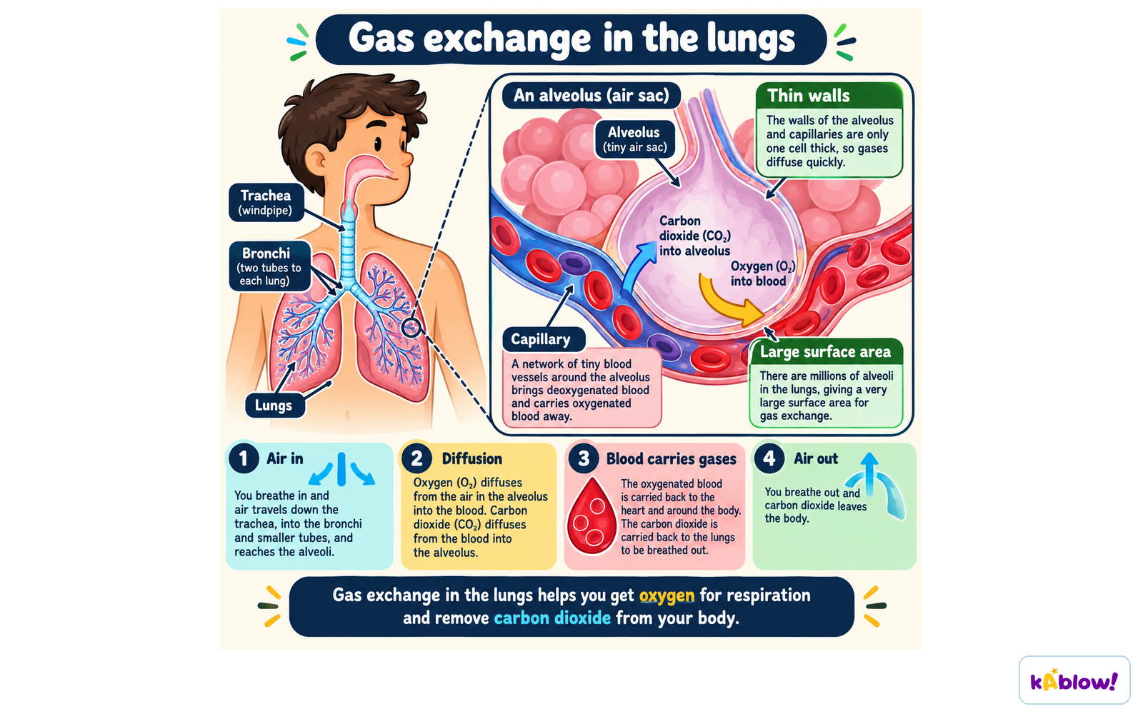 Oxygen diffuses from the alveoli into the blood, while carbon dioxide diffuses from the blood into the alveoli.