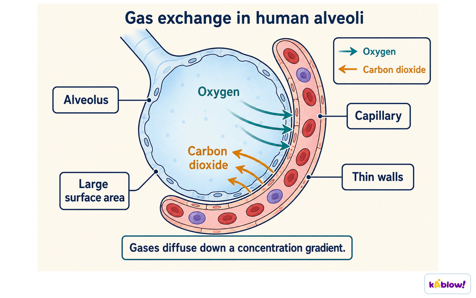 Oxygen and carbon dioxide diffuse in opposite directions across the thin walls of the alveolus and surrounding capillary.