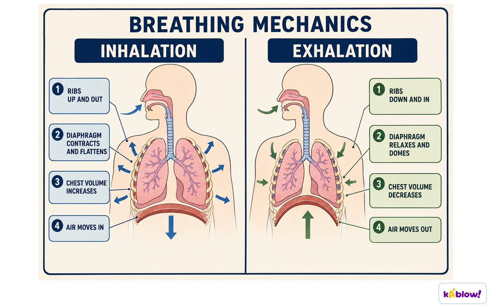 Inhaling increases chest volume as the ribs move up and out and the diaphragm contracts. Exhaling reverses these movements.