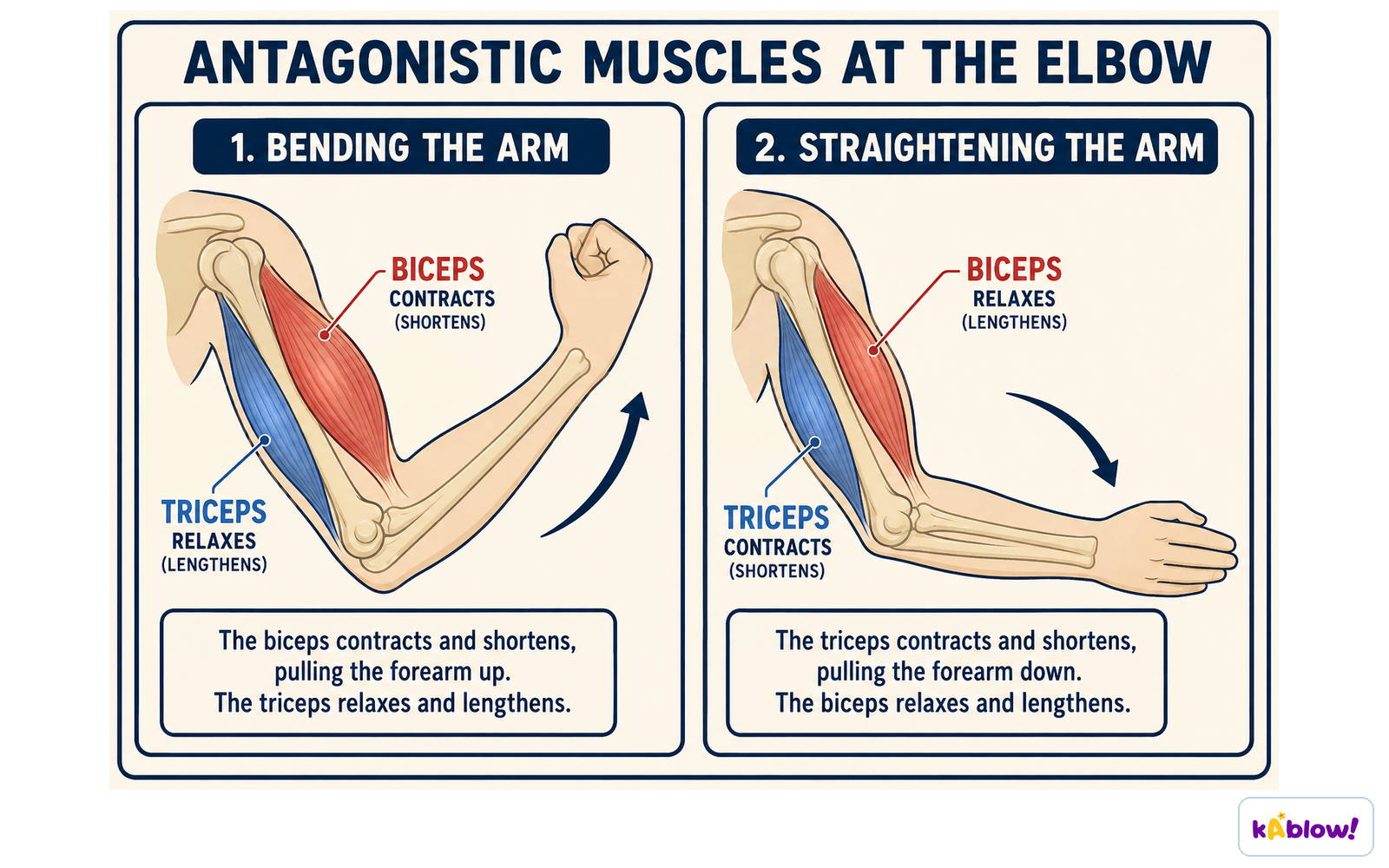 Bending the elbow contracts the biceps and relaxes the triceps. Straightening reverses the action.