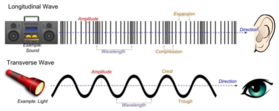 Longitudinal and transverse waves.